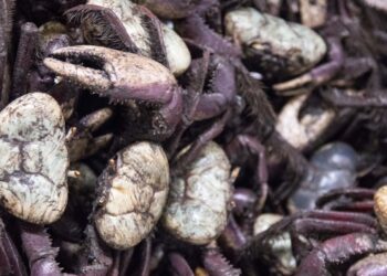 Ideflor-Bio alerta para o último período do defeso do caranguejo-uçá