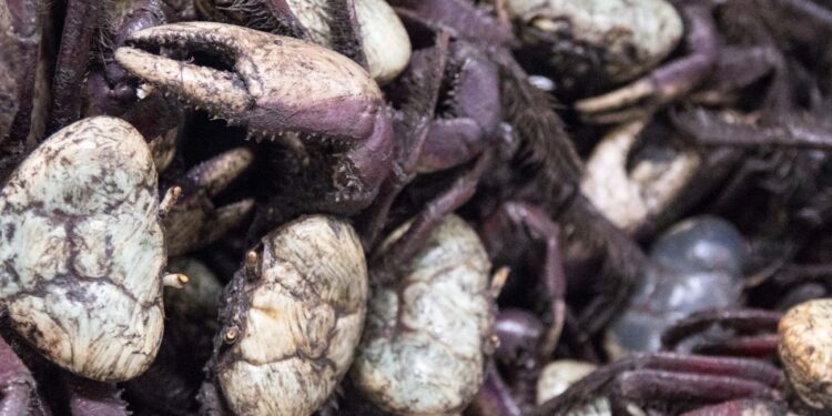 Ideflor-Bio alerta para o último período do defeso do caranguejo-uçá